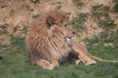 Africa-Alive-011