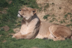 Africa-Alive-012