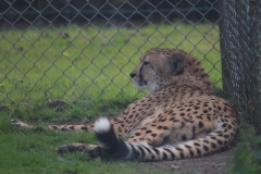 Africa-Alive-014