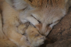 Africa-Alive-024