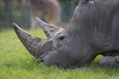 Africa-Alive-044
