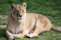 Africa-Alive-045
