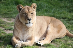 Africa-Alive-046