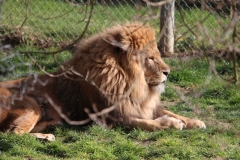 Africa-Alive-047