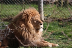 Africa-Alive-049