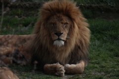 Africa-Alive-050