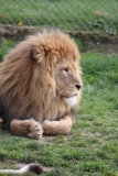 Africa-Alive-052