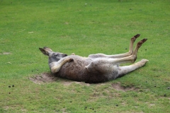 Banham-Zoo-003