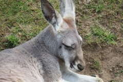 Banham-Zoo-004