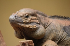 Banham-Zoo-007