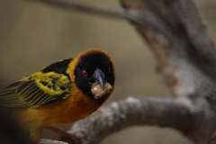 Banham-Zoo-009