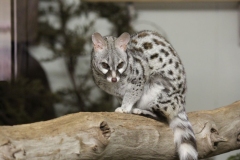 Banham-Zoo-011