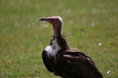 Banham-Zoo-013