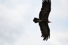 Banham-Zoo-014