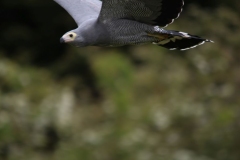 Banham-Zoo-015
