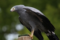 Banham-Zoo-016