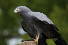 Banham-Zoo-017