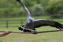 Banham-Zoo-018
