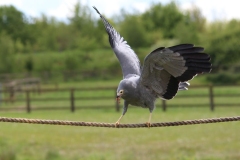 Banham-Zoo-019
