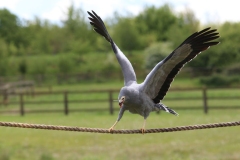 Banham-Zoo-020