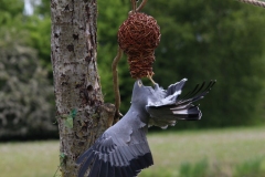 Banham-Zoo-021