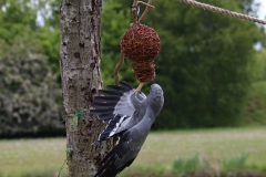 Banham-Zoo-022