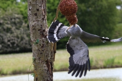 Banham-Zoo-023