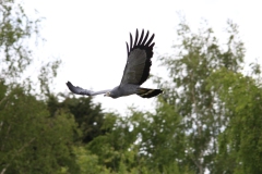 Banham-Zoo-024