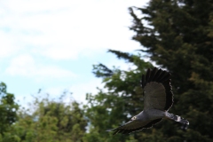Banham-Zoo-025