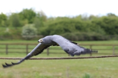 Banham-Zoo-026