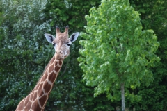 Banham-Zoo-028