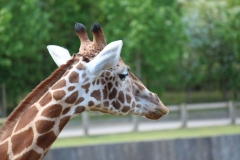 Banham-Zoo-029