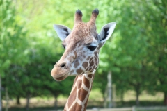 Banham-Zoo-030
