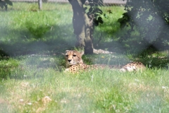Banham-Zoo-031