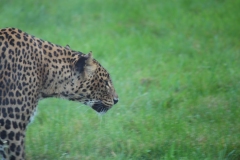 Banham-Zoo-034
