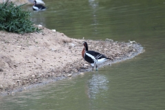 Banham-Zoo-035