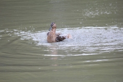 Banham-Zoo-036