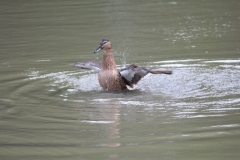 Banham-Zoo-037