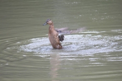 Banham-Zoo-038