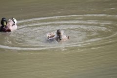 Banham-Zoo-039