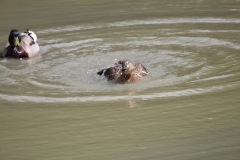 Banham-Zoo-040
