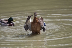 Banham-Zoo-043