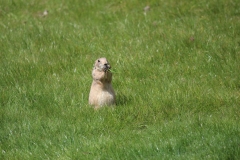 Banham-Zoo-044