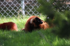 Banham-Zoo-046