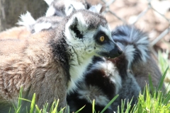 Banham-Zoo-047