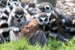 Banham-Zoo-048