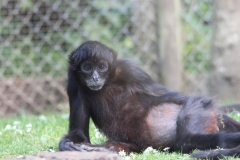 Banham-Zoo-049