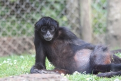 Banham-Zoo-050