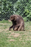 Banham-Zoo-051