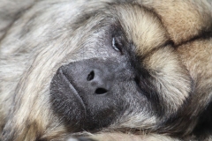 Banham-Zoo-052